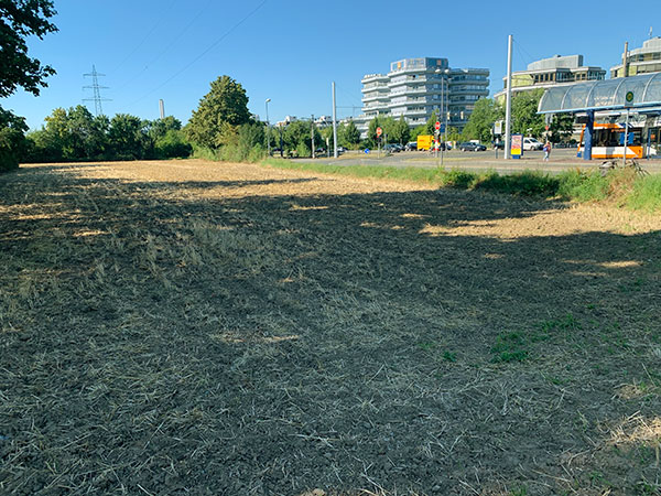 Abgeerntetes Feld an der Haltestelle Rohrbach-Süd.